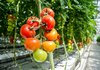 Държавата подпомага земеделци, пострадали от доматения молец