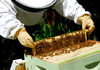 Климатичните условия са довели до измиране на пчелите и спад на продукцията