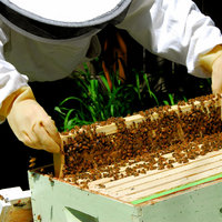 Роботизираният кошер на Beewise дава до 50% повече мед