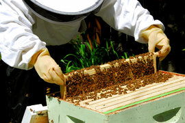 Роботизираният кошер на Beewise дава до 50% повече мед