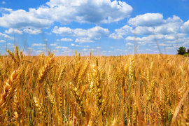България е изнесла 815 хиляди тона пшеница за три месеца