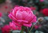 Магазин за продукти от българска роза в Англия