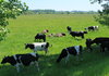 БАБХ ще проверяват качеството на суровото краве мляко