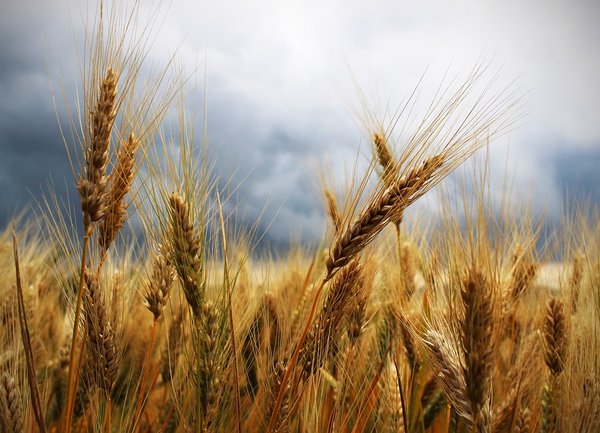 САЩ също отбеляза рекордната пшенична реколта за България
