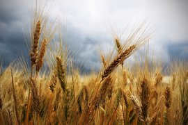 САЩ също отбеляза рекордната пшенична реколта за България
