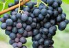 От 17 май стопаните могат да кандидатстват за застраховане на реколтата от винено грозде
