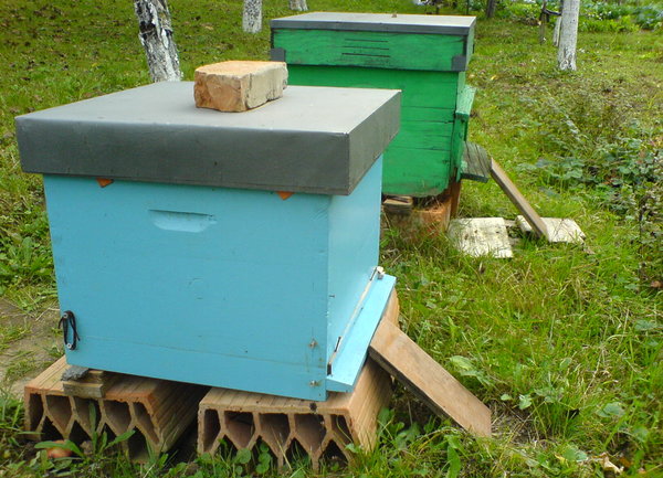 Започва приемът на проекти за научни изследвания в областта на пчеларството