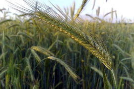 Увеличават се площите с ръж и рапица, за сметка на тези с царевица и пшеница