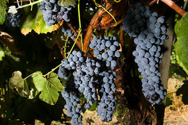 270 лозари в страната отглеждат био винено грозде по изискванията на биоземеделието