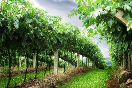 До 19 февруари се приемат документи по мярката за инвестиции във винарски изби