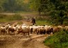 Фонд "Земеделие" отпуска 60 млн. лв субсидии за животновъди