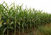 Турска фирма се готви да инвестира в изграждане на предприятие за преработка на царевица