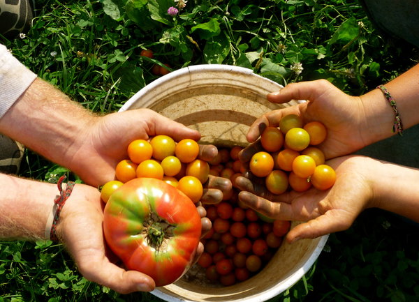 Френски фермери ще се учат от български колеги как да отглеждат продукцията си екологично