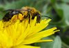 Дронове ще заместват пчелите в опрашването на растенията