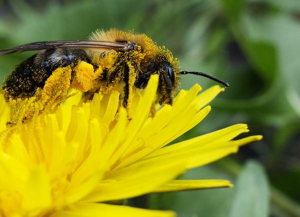 Дронове ще заместват пчелите в опрашването на растенията