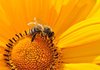 Първите договори по пчеларската програма вече са готови