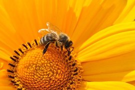 Започна приемът по пчеларската програма за 2021 г.
