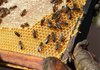 5 млн. лв. ще бъдат отпускани за финансиране на пчелари всяка година