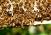 Стартира прием за 2017г. по нова пчеларска програма