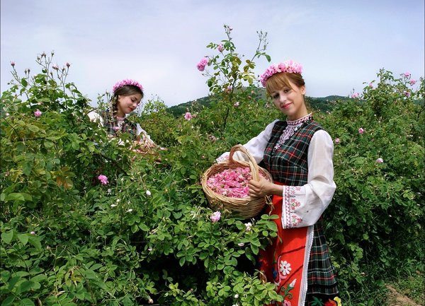 Празникът на розата и розовото масло на България