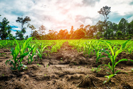 От 15 март ДФЗ приема заявления за съфинансиране на застраховки на селскостопанска продукция