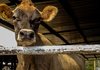 Фермерите доказват реализираното мляко и животни до 31 октомври