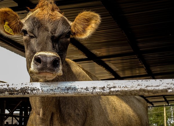 Фермерите доказват реализираното мляко и животни до 31 октомври