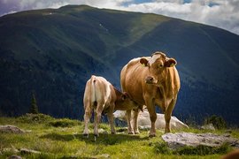 Започна приемът на документи за доказване на реализираното мляко и животни за Кампания 2020