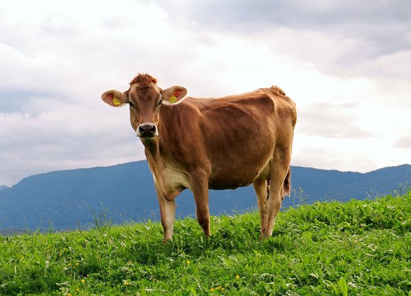 Клиент на "Агритоп" спечели приза за "най-добър фермер-животновъд за 2015"