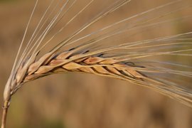 Зърнопроизводителите с намаляващи печалби от 7 години насам