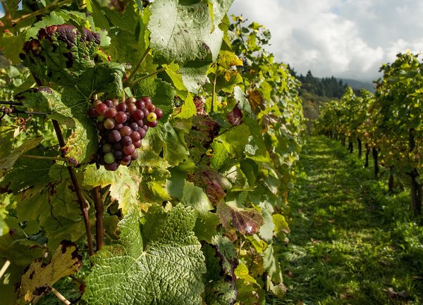 Стартира приемът по новата мярка за инвестиции от лозаро-винарската програма