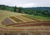 Най-скъпите земеделски земи в България