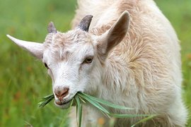 Козевъди и овцевъди получиха над 24 млн. лв. по ПНДЖ 3