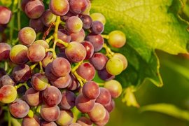Шест проекта на мерки в лозаро-винарския сектор за новата ОСП бяха представени за широка дискусия