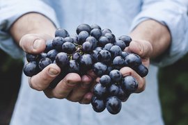 ДФ "Земеделие" отпуска над 60 млн. лв. на лозаро-винарски стопанства