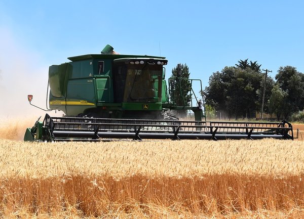 Засетите ниви с ечемик и пшеница са по-малко тази година