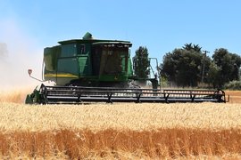 Засетите ниви с ечемик и пшеница са по-малко тази година