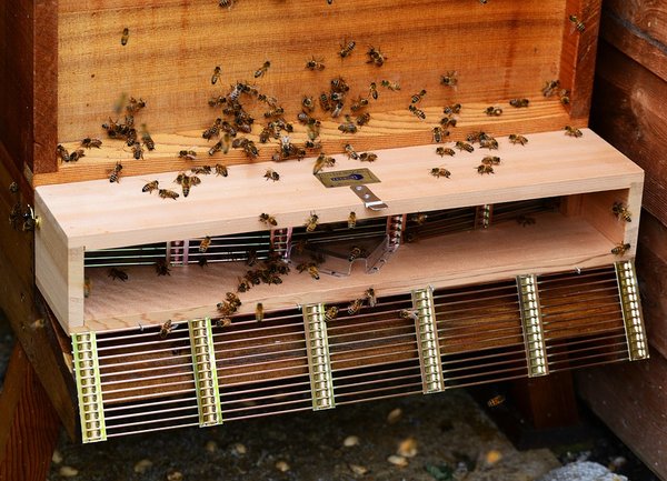 Отчетена е над 60% смъртност на пчелите в България
