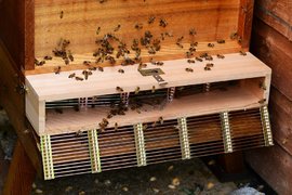 Отчетена е над 60% смъртност на пчелите в България