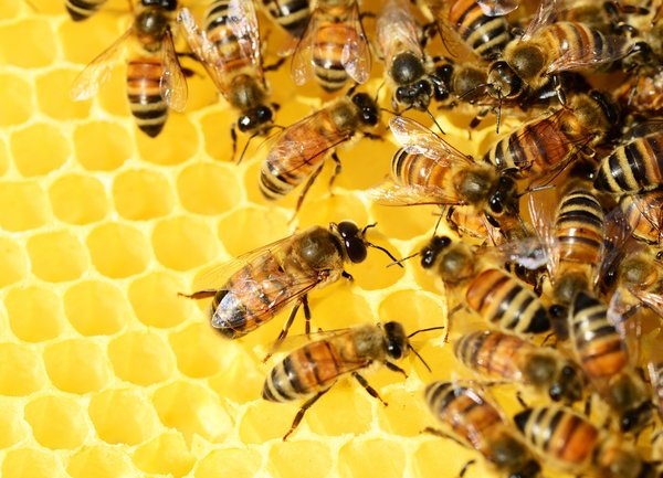 Пчеларите подават заявления за плащане по Националната програма до 15 август
