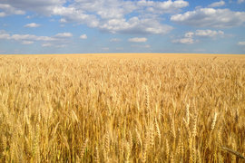 Очаква се повишение на зърнената реколта в ЕС