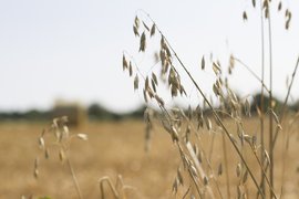 550 дка земеделска земя вече е закупена от Адванс Терафонд