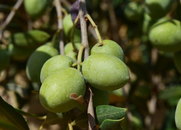 Екологично чисти маслини от Южна България