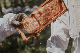500 пчелари и производители са се регистрирали до момента в електронната система за контрол на пръсканията на земеделските площи