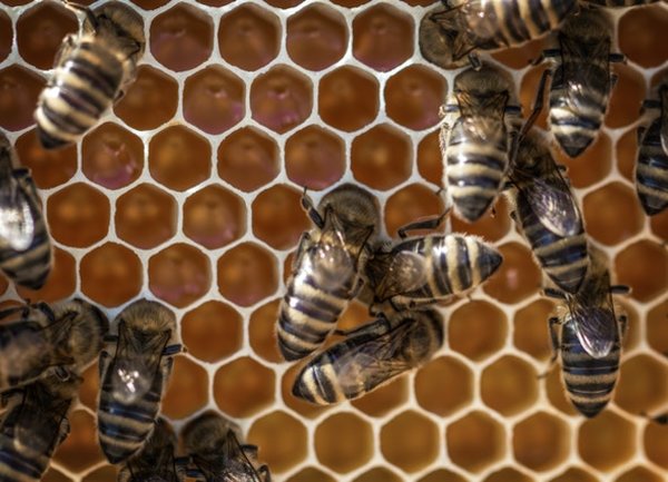 До 31 януари 2021 г. пчеларите и стопаните, обработващи площи със земеделски култури, трябва да се регистрират в оповестителната система за пръскания на БАБХ