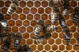 До 31 януари 2021 г. пчеларите и стопаните, обработващи площи със земеделски култури, трябва да се регистрират в оповестителната система за пръскания на БАБХ