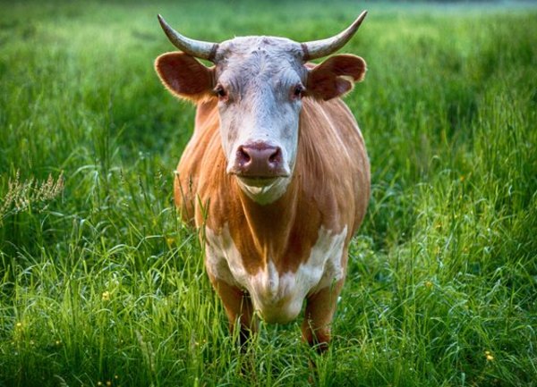 Отпускат се 1,5 млн. лв. за реализация на българско говеждо месо