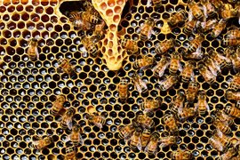 Пчеларите получиха близо 5 млн. лева за 2020 г.