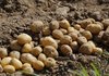 Българските картофи не отговарят количествено на търсенето