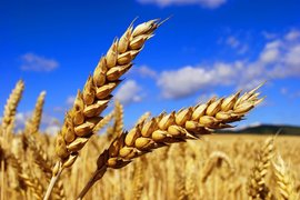 За една година пшеницата е поевтиняла с 10%